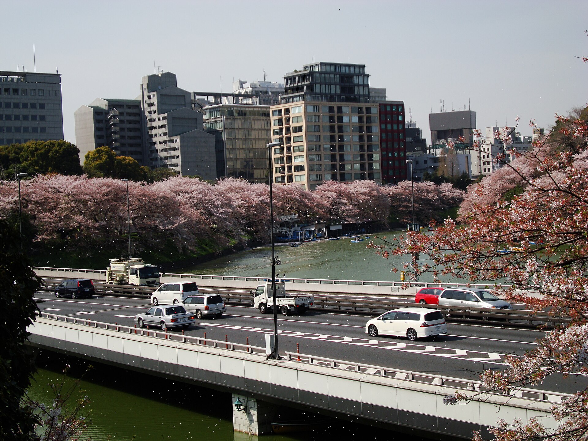 Japonya'da tatil döneminde kiraz çiçekleri