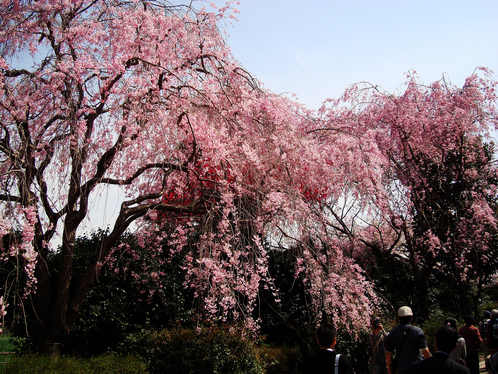 Tokyo Chidorigafuchi kiraz çiçekleri