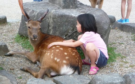 Osaka Günübirlik Turlar: Nara, Kobe, Himeji ve Kyoto’ya Nasıl Gidilir?